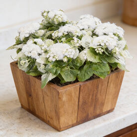 Kona White, Ageratum